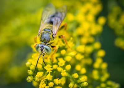 Green-eyed Wasp