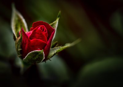 Red Rosebud