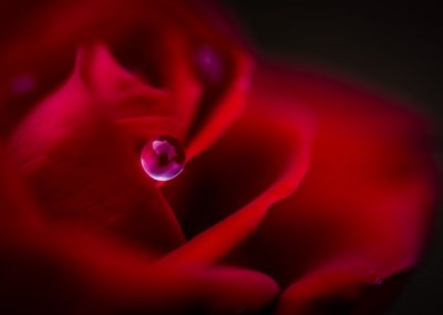 Rose with Dewdrop