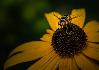 Brown-eyed Bee