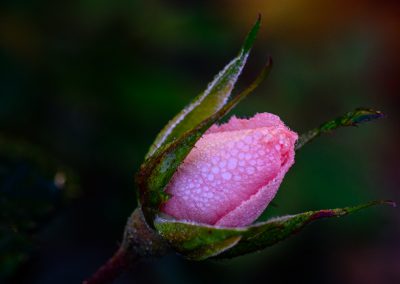Rosebud with Dewdrops