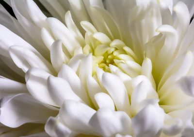 White Chysanthemum