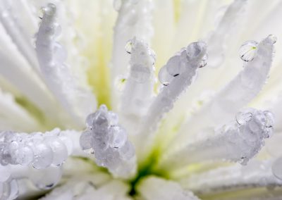 Chrysanthemum with Droplets
