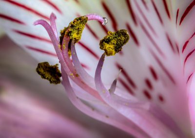 Alstromeria - Peruvian Lily