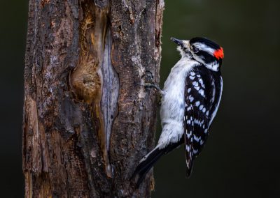 Downy Woodpecker #3
