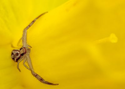 Crab Spider on Daffodil