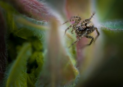 Spider on Euphorbia