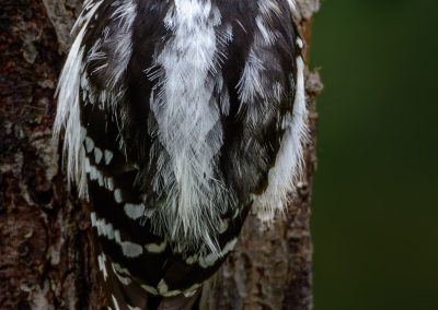 Downy woodpecker - Female