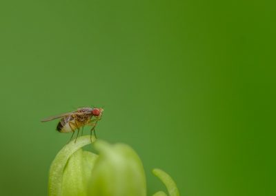 Tiny Fly (~2mm)