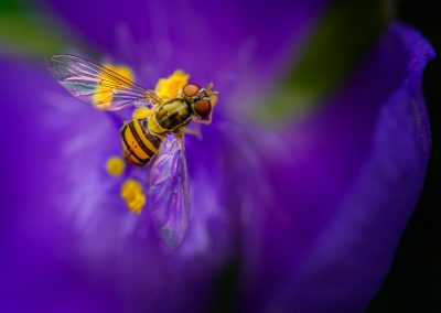 Hoverfly on Spiderwort