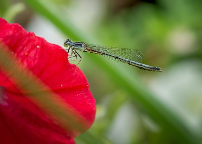 Damselfly with Mites