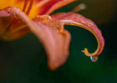 Day Lily with Droplet