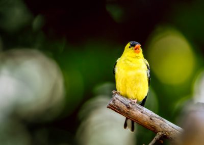 Goldfinch Singing