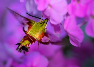 Clearwing Hummingbird Moth