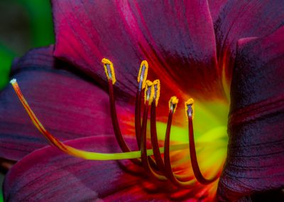 Purple Day Lily (flash photo)