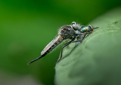 Robber Fly with Prey (Green Bottle Fly)