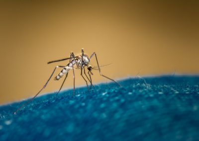 Mosquito on Blue Jeans
