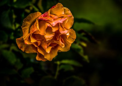 Orange Rose #2