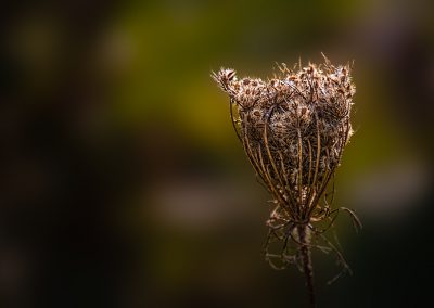 Queen Anne's Lace Seed Head