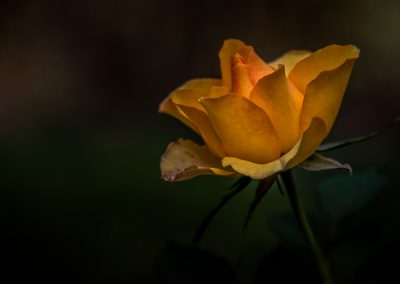 Yellow Rose #2