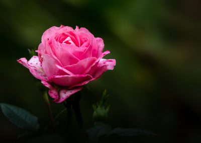 Pink Rose #2