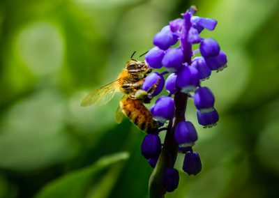 Honeybee on Hyacinth
