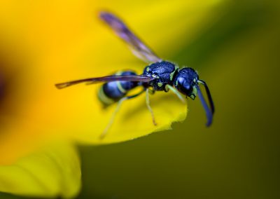 Wasp on Lily Petal