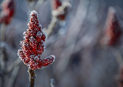 Sumac with Frost