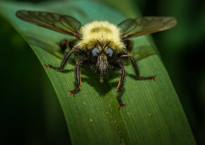 Bumble Bee Mimic (Robber Fly)