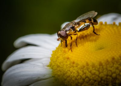 Hoverfly 27