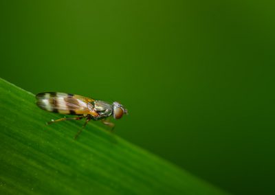 Picture Wing Fly (Chaetopsis Massyla)